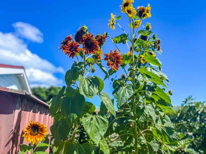 14 Goldie Place, Waikanae Beach