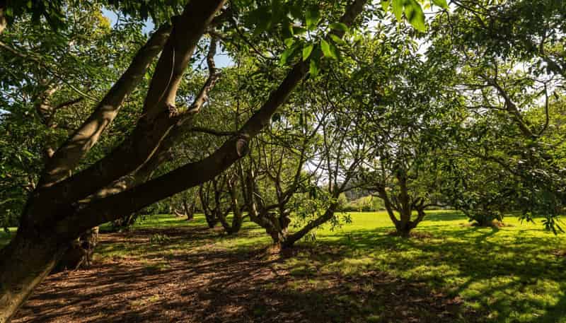 10A Bridgman Lane, Tanners Point, Katikati