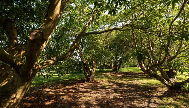 10A Bridgman Lane, Tanners Point, Katikati