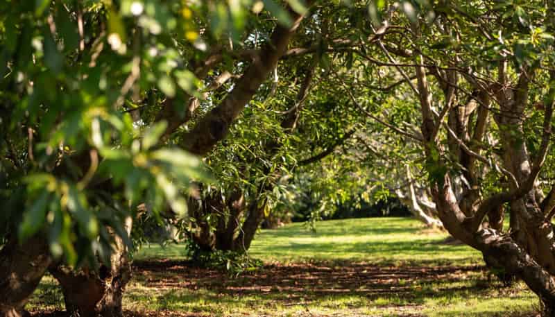 10A Bridgman Lane, Tanners Point, Katikati