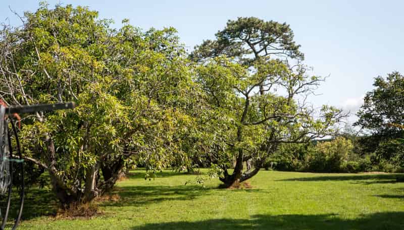 10A Bridgman Lane, Tanners Point, Katikati