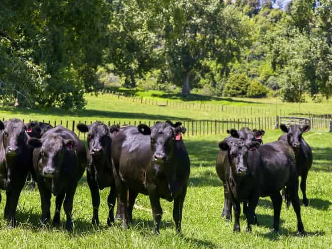 1173 Whanganui River Rd (State Highway 43), Taumarunui