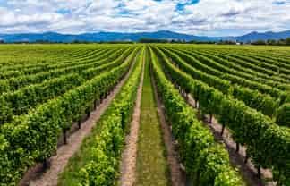 92 Lower Wairau Road, Grovetown