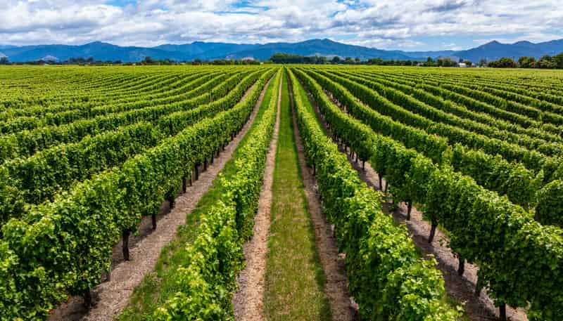 92 Lower Wairau Road, Grovetown