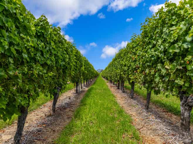 92 Lower Wairau Road, Grovetown