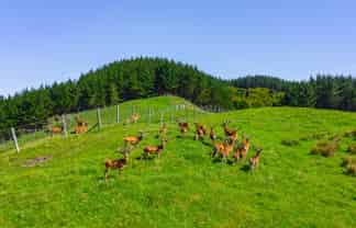 1169 Ruakaka Road, Tiniroto