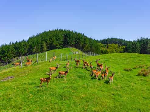 1169 Ruakaka Road, Tiniroto