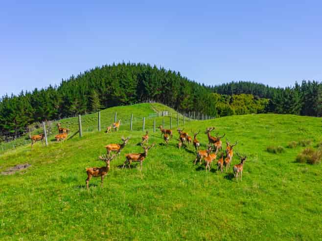 1169 Ruakaka Road, Tiniroto