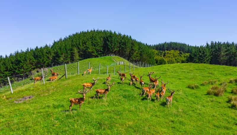 1169 Ruakaka Road, Tiniroto