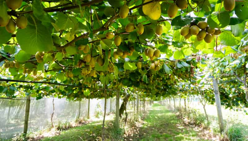 457 Whatitiri Road, Poroti