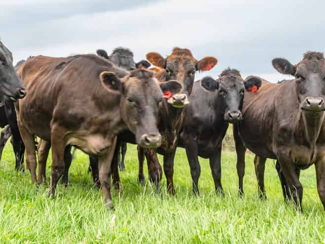 48 Heathfield Road, Greta Valley