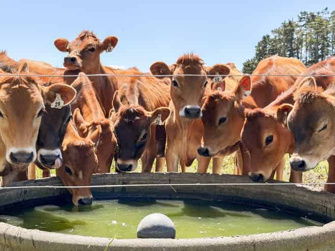 1347 Tennent Drive, Linton