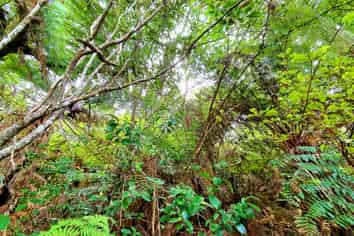 Lot 138/DP4961 North Cove, Kawau Island