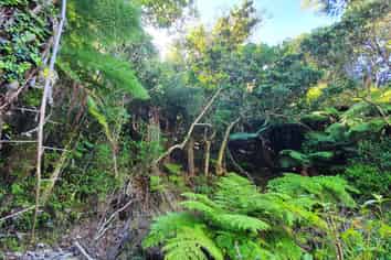 Lot 138/DP4961 North Cove, Kawau Island