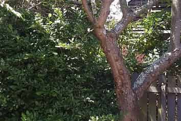 191A Cargill Street, Dunedin Central