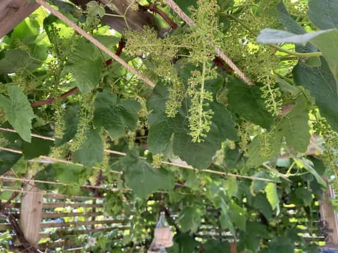 1 Huia Street, Foxton Beach