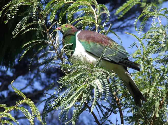 871B Tiki Quarry Road, Coromandel