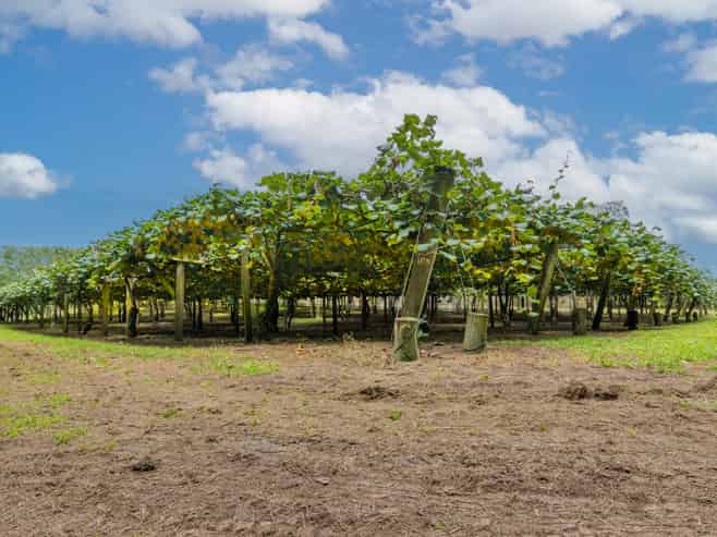 169 Kauri Point Road, Tahawai