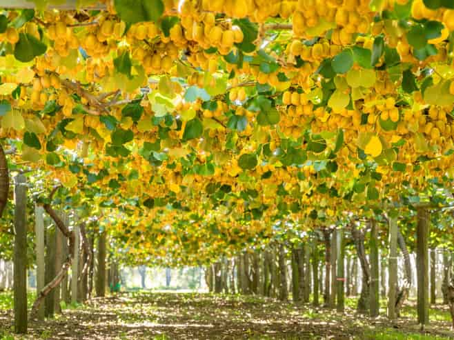 169 Kauri Point Road, Tahawai