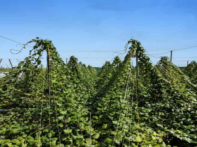 278 Paroa Road, Whakatane Surrounds