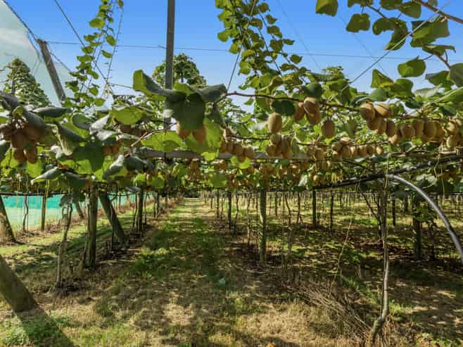 278 Paroa Road, Whakatane Surrounds