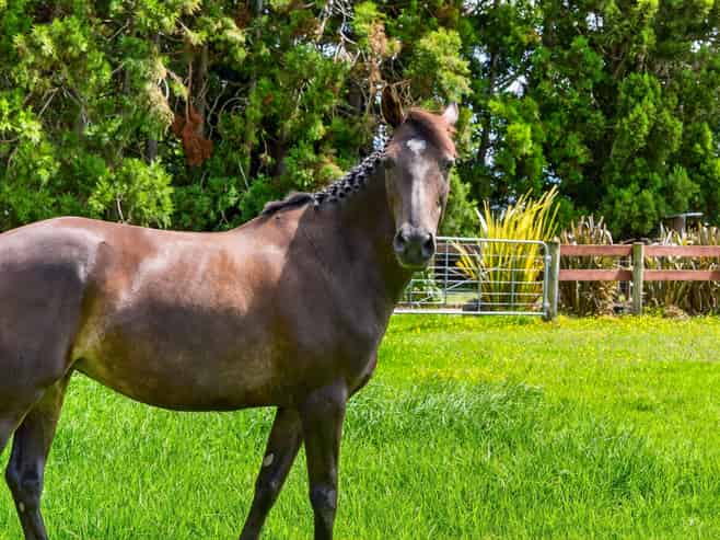 167 Wymer Road, Glenbrook