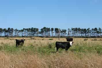 194 Talls Road, Gorge Road