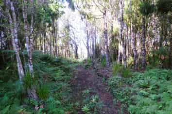 5/1290 Tanglefern Row, Charleston