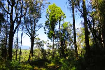 5/1290 Tanglefern Row, Charleston