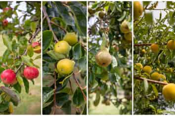 62 Minden Road, Te Puna