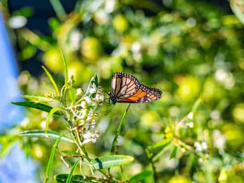 72 Elizabeth Street, Waikanae