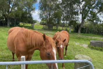 44 Follies Way, Dairy Flat