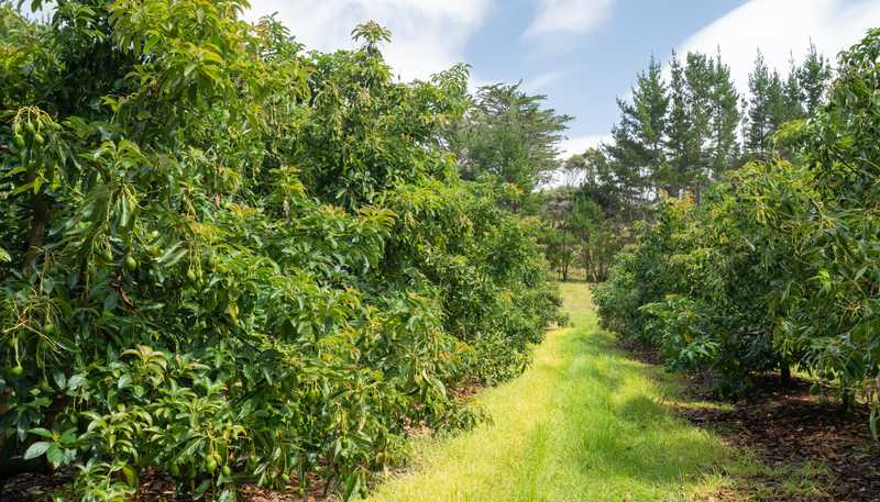 373 Kimberley Road, Ngataki