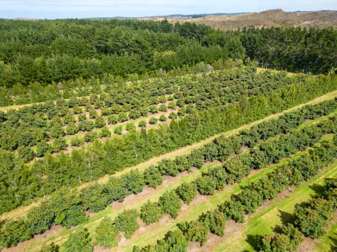 373 Kimberley Road, Ngataki