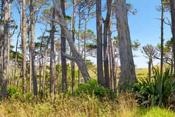 1431 Awhitu Road, Waiuku