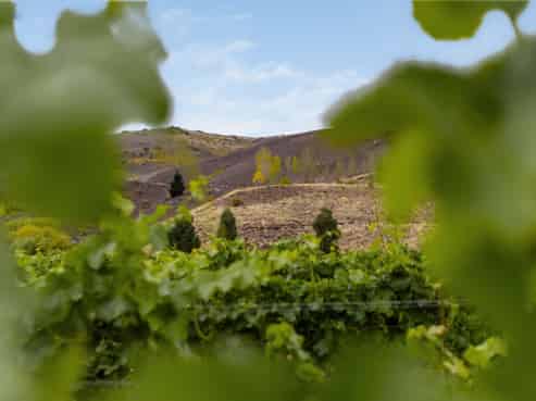  Cairnmuir Road, Cromwell