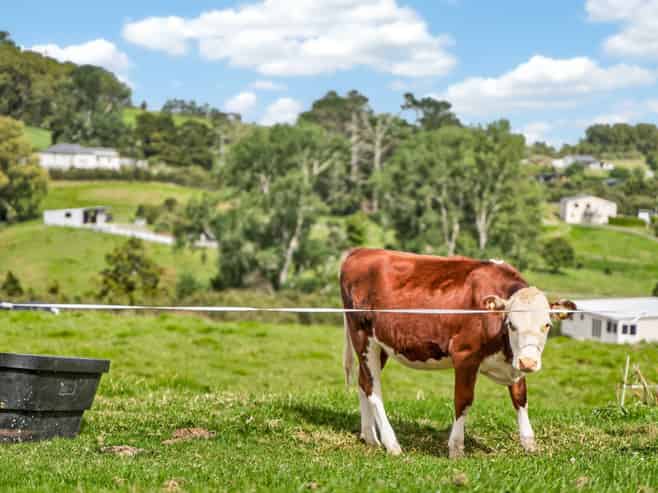 19 Protea Lane, Kaiwaka