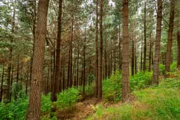  Benmore II Forest, Winton