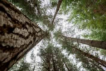  Benmore II Forest, Winton