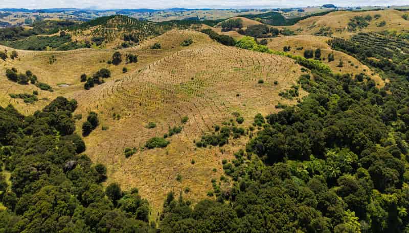  Turakina Forest, Turakina
