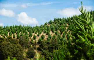  Turakina Forest, Turakina