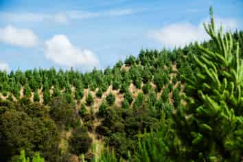  Turakina Forest, Turakina