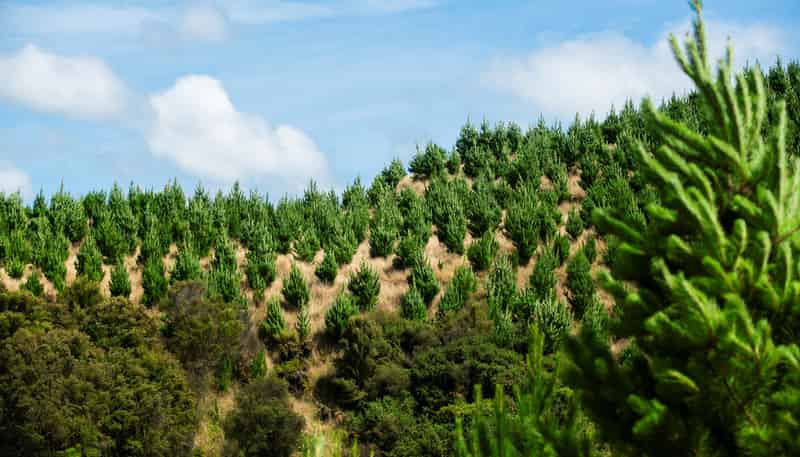  Turakina Forest, Turakina