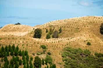  Turakina Forest, Turakina