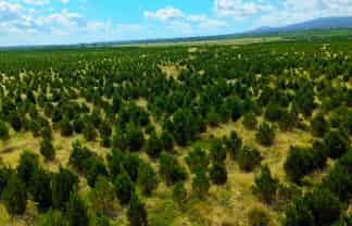  Kiri Forest, Opunake