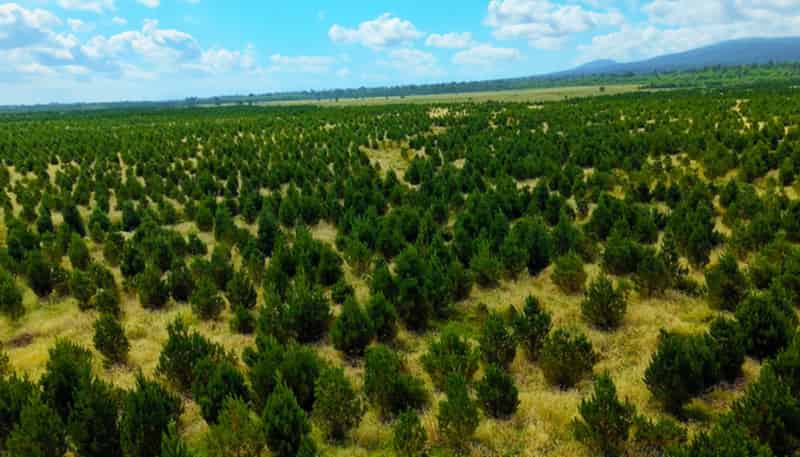  Kiri Forest, Opunake