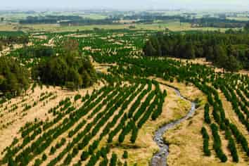  Kiri Forest, Opunake