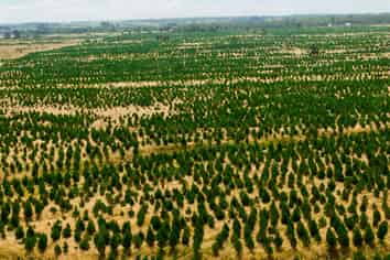  Kiri Forest, Opunake