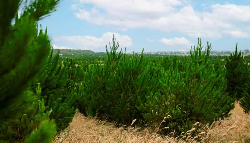  Kiri Forest, Opunake