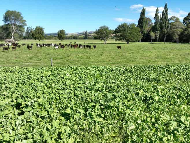 72 Taumata Island Road, Taumata Island